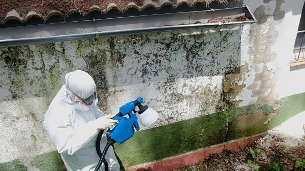 Top rated local Mold Removal specialists in Brandy Station, VA